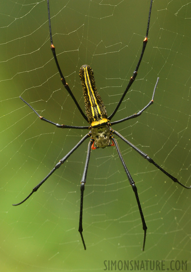 Nephila pilipes jalorensis [450 mm, 1/200 sec at f / 13, ISO 4000]